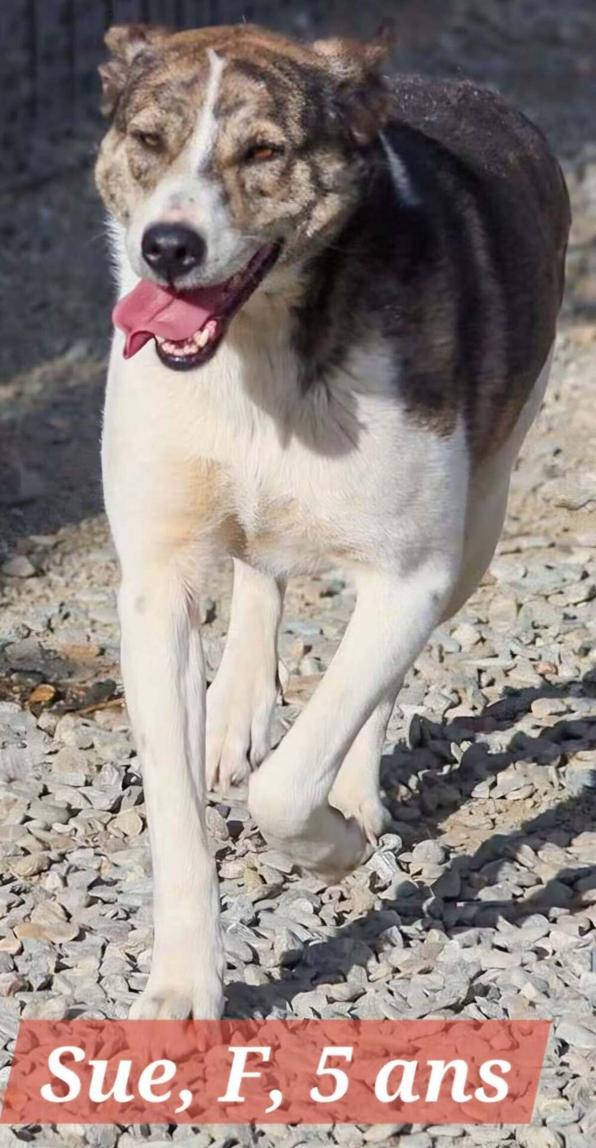 Adoption Sue