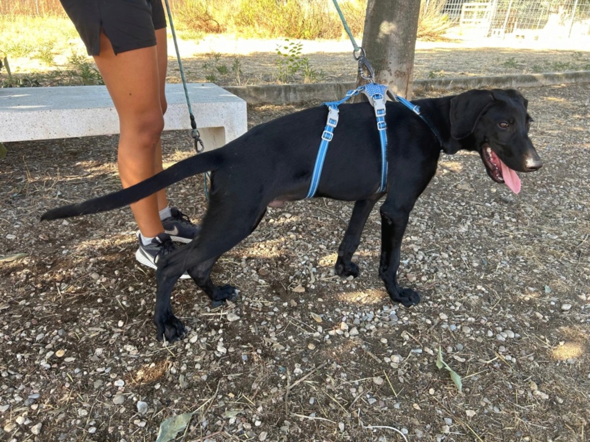 Adoption SCOOBY