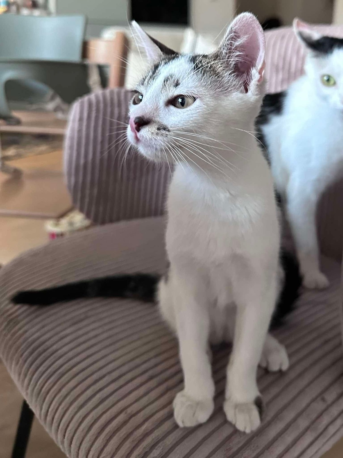 Adoption Newton 