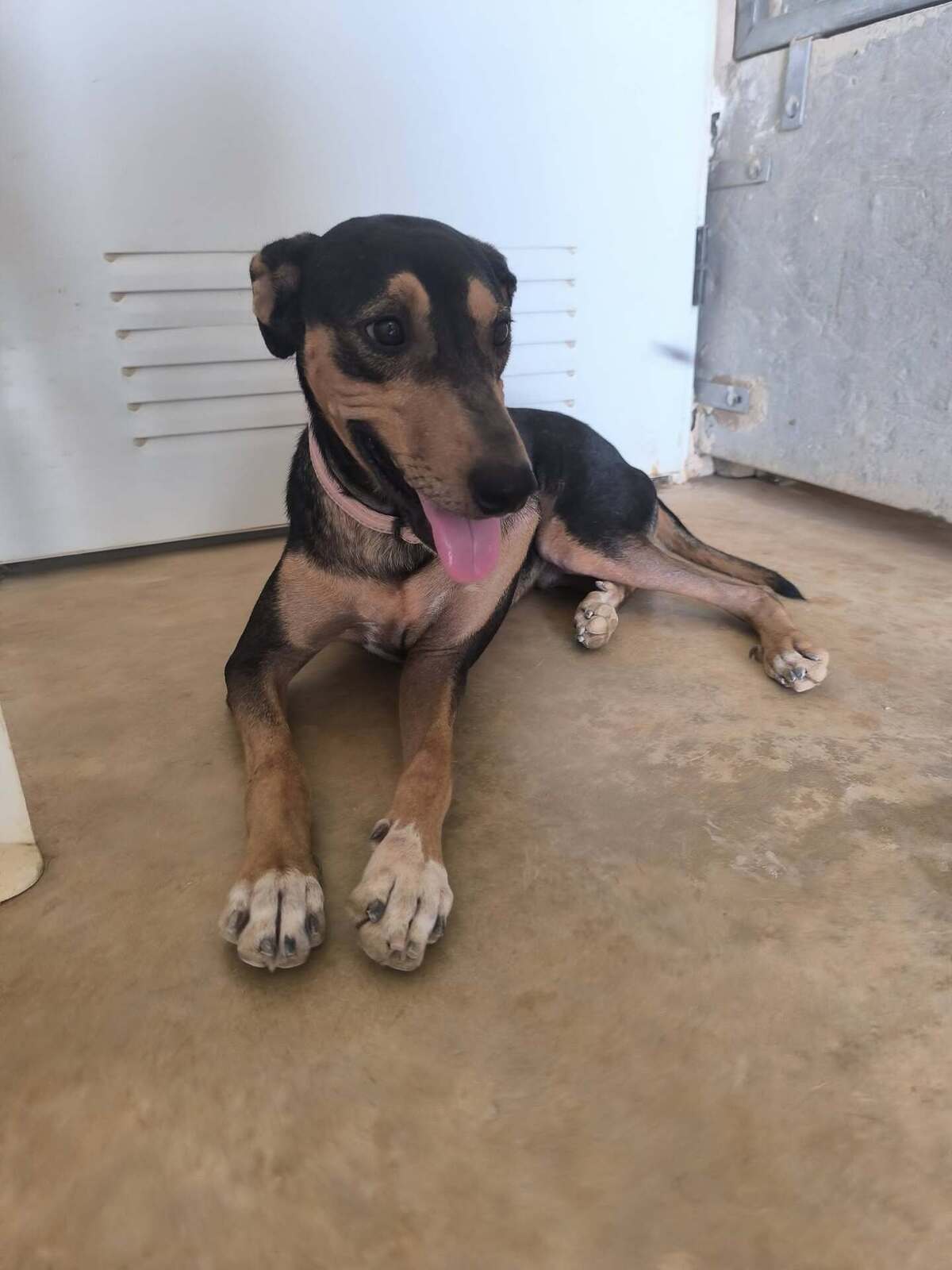 Adoption Maxou