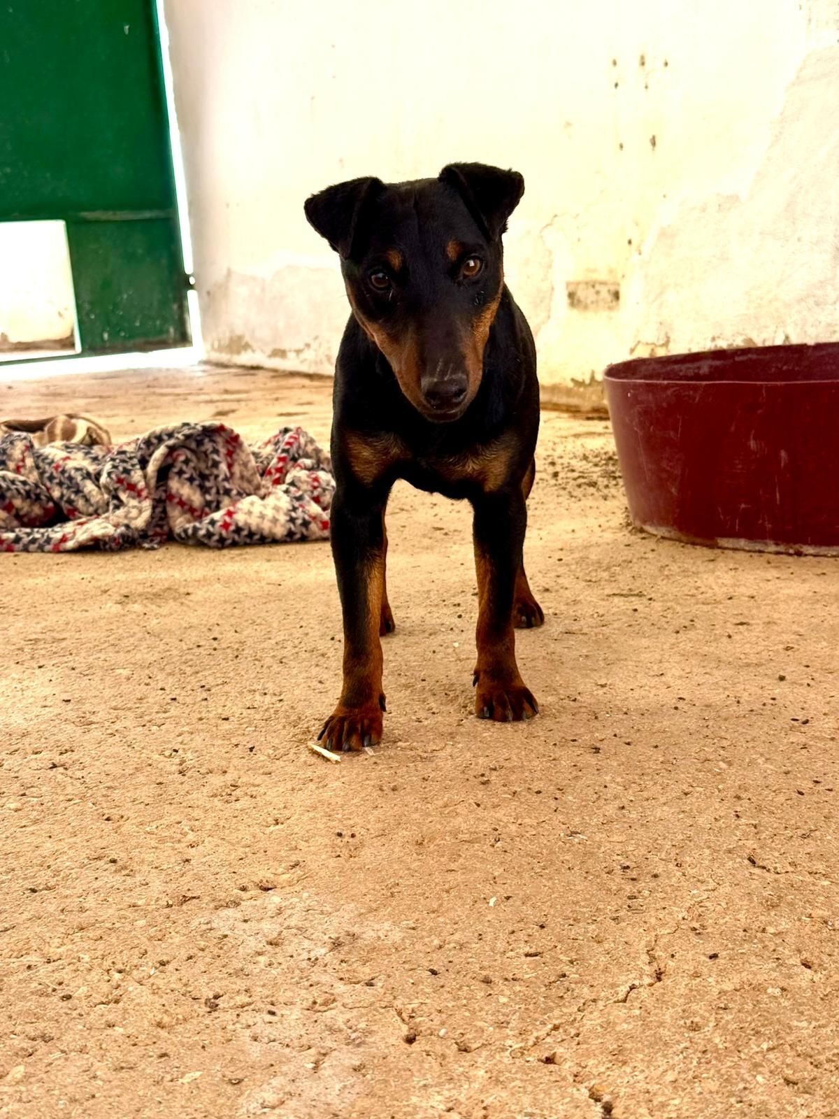 Adoption Gaspar