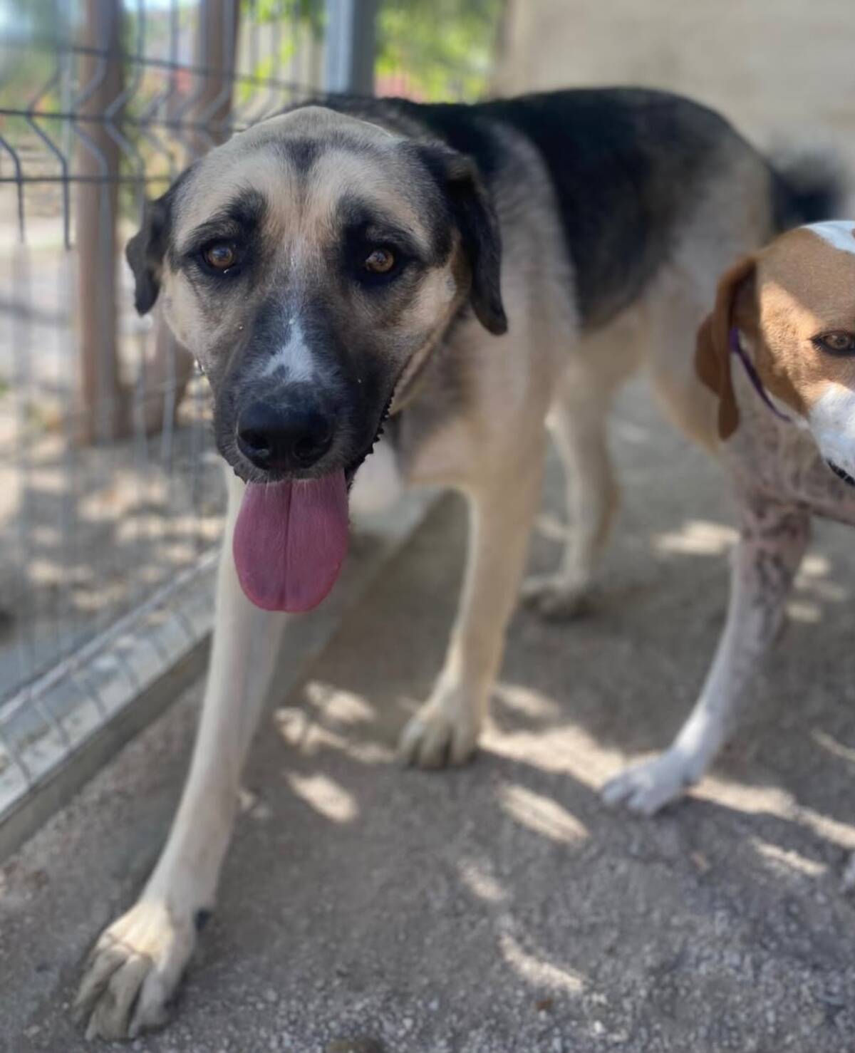Adoption Poppy