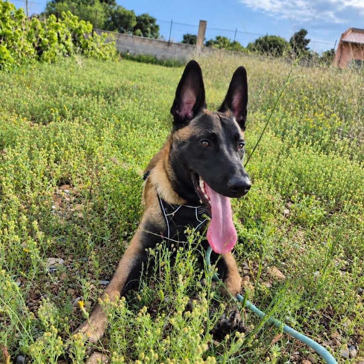 Adoption Aïko 