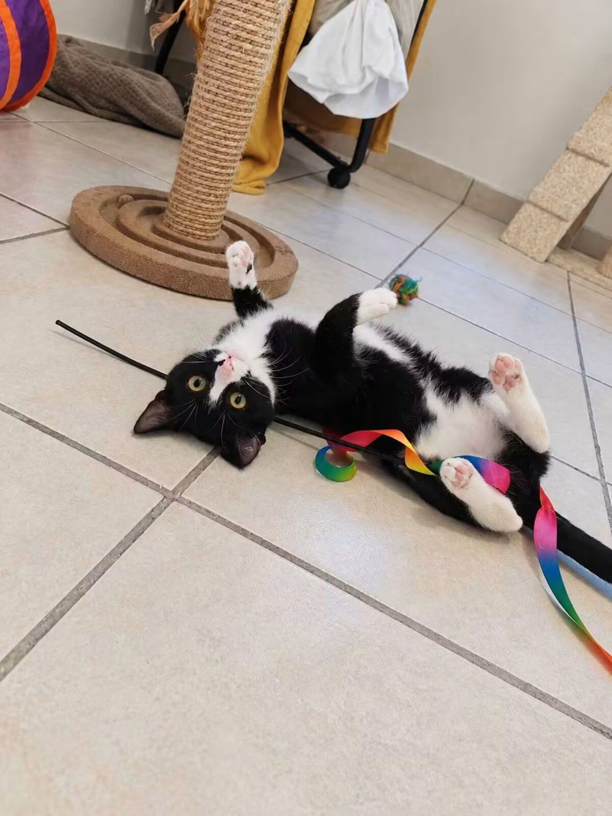 Adoption Bamboche