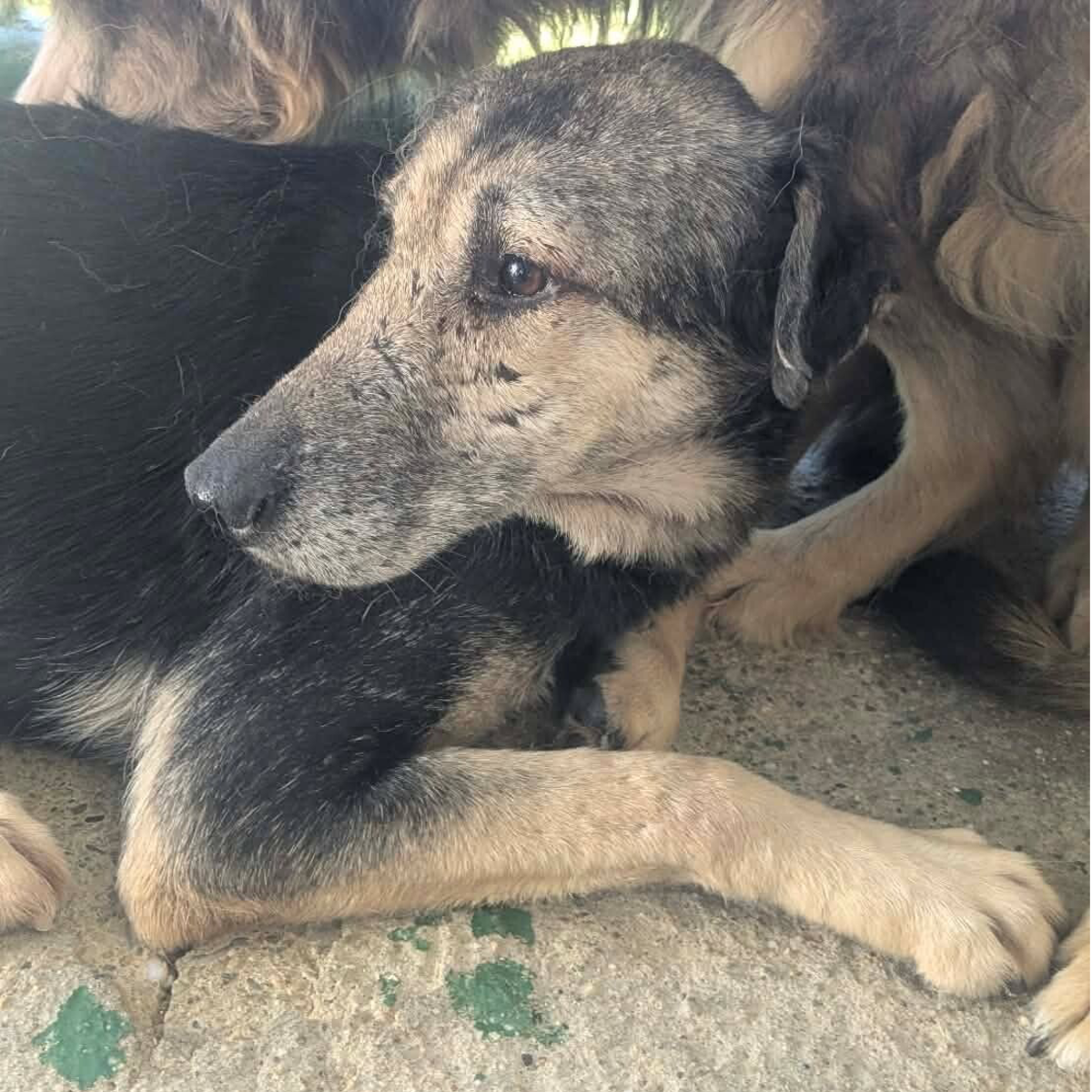 Adoption Noemy