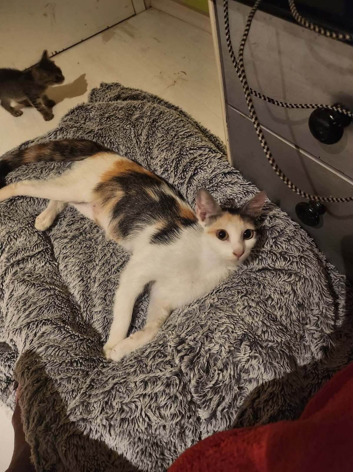 Adoption DUCHESSE