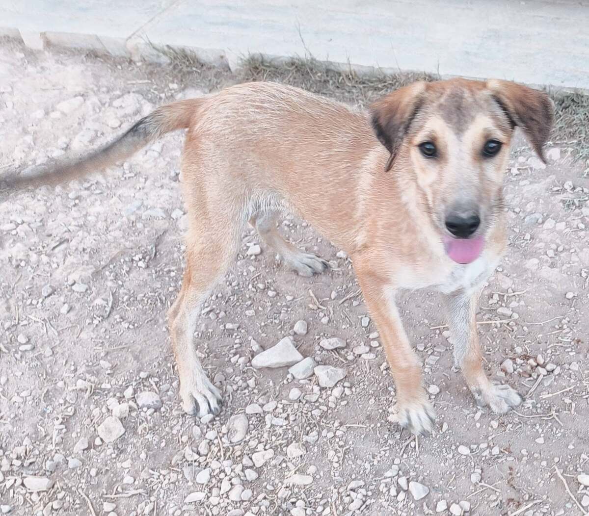 Adoption Sandía