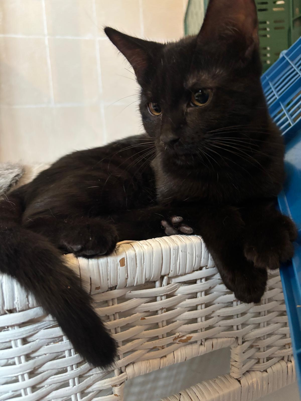 Adoption Galax