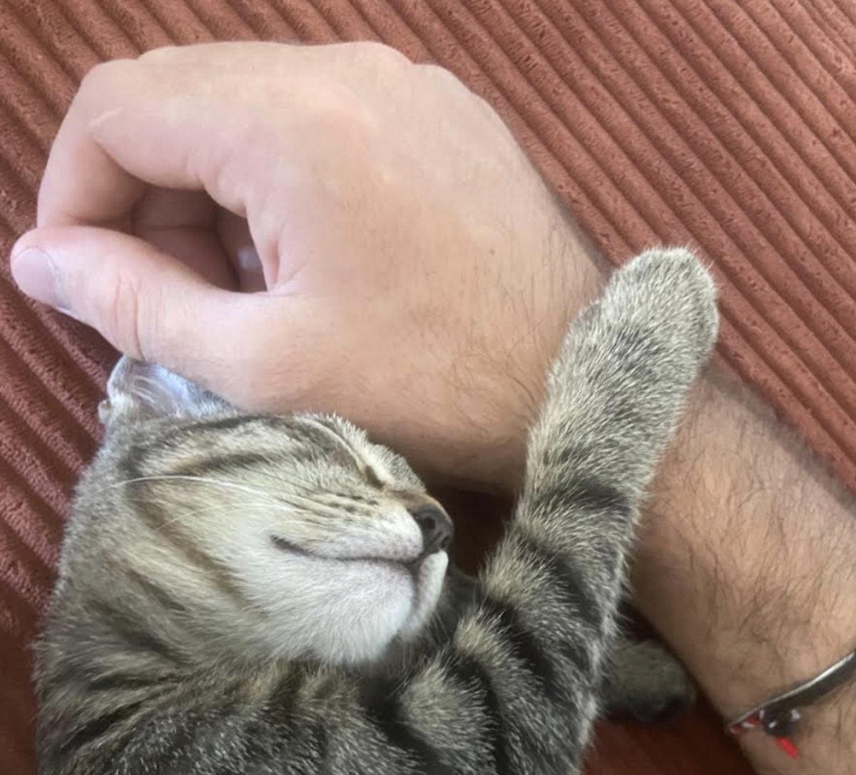 Adoption BLAKE ET BILLIE 