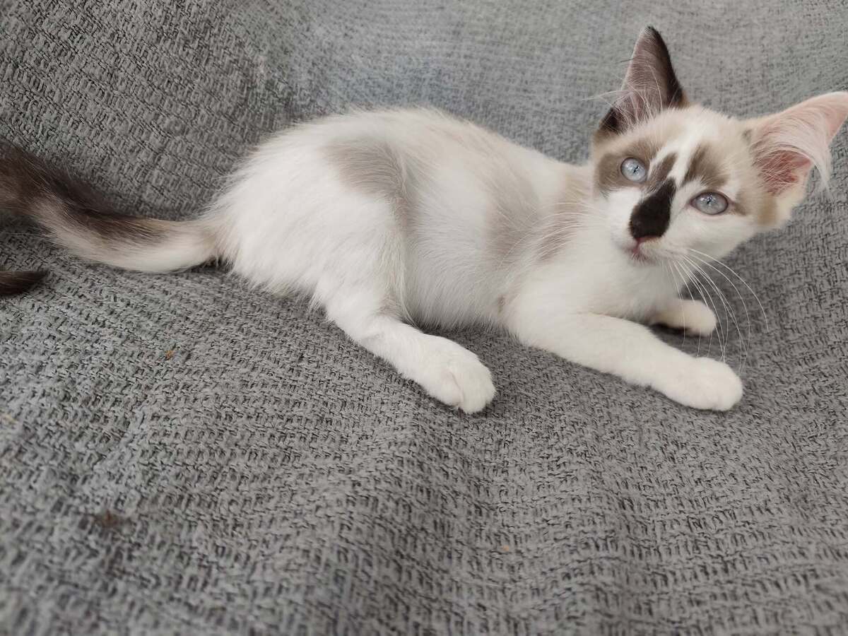 Adoption Bisous