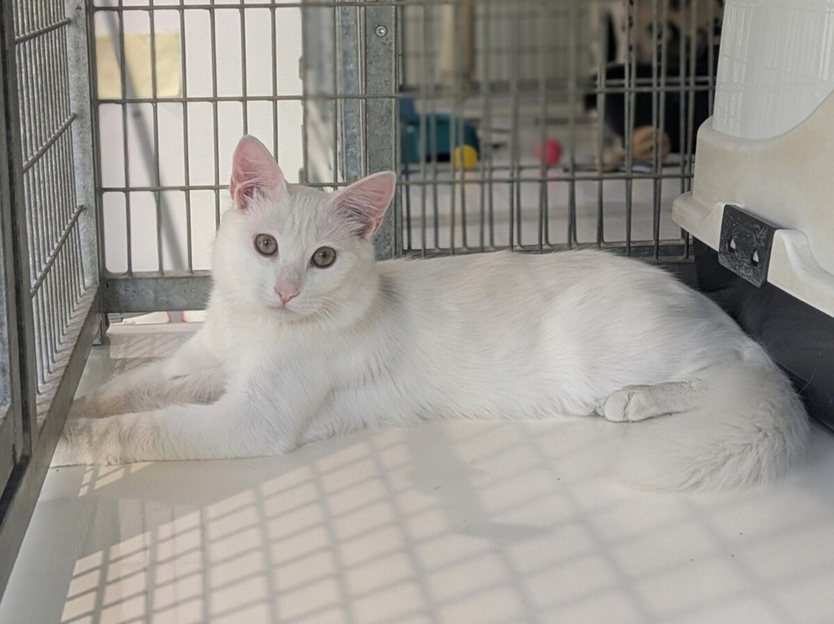 Adoption BIANCO