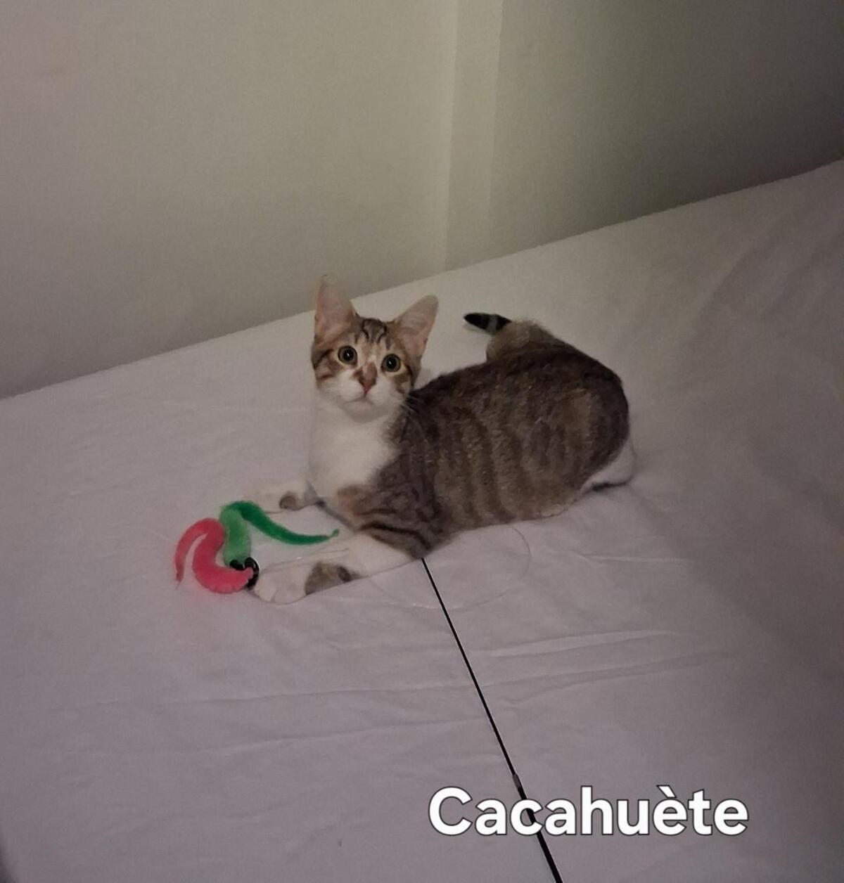 Adoption Cacahuète