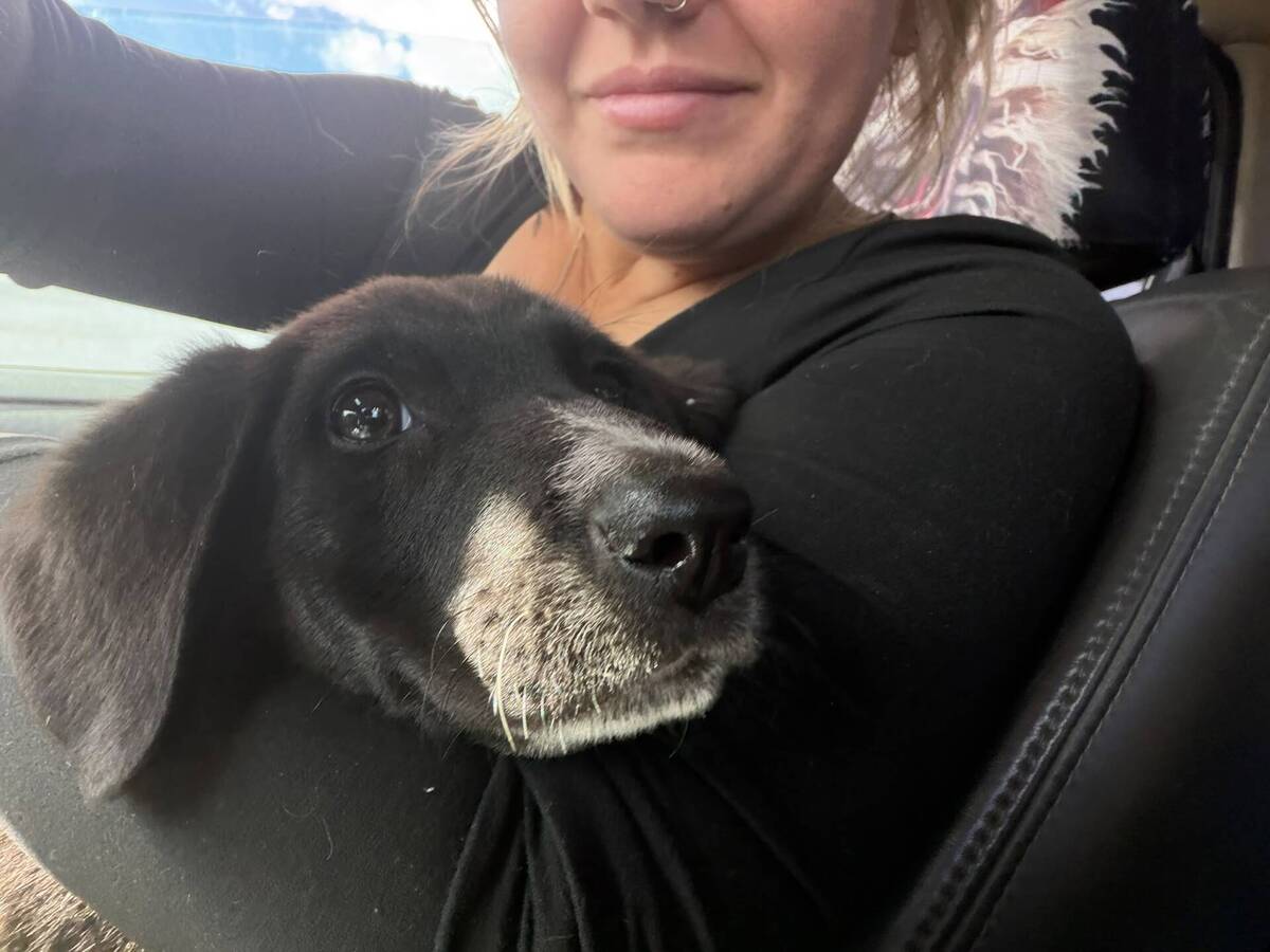 Adoption Honey