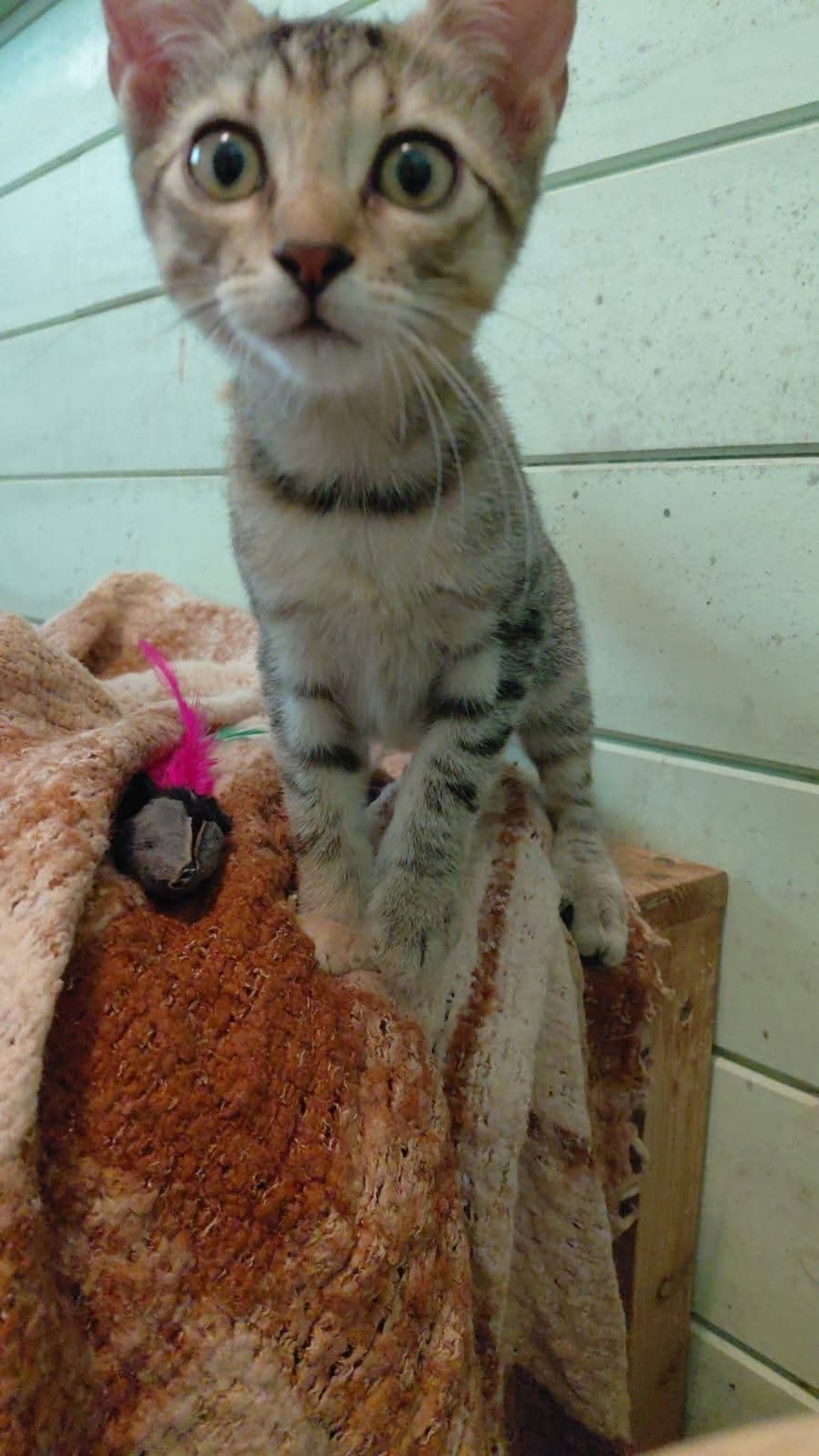 Adoption Piokie