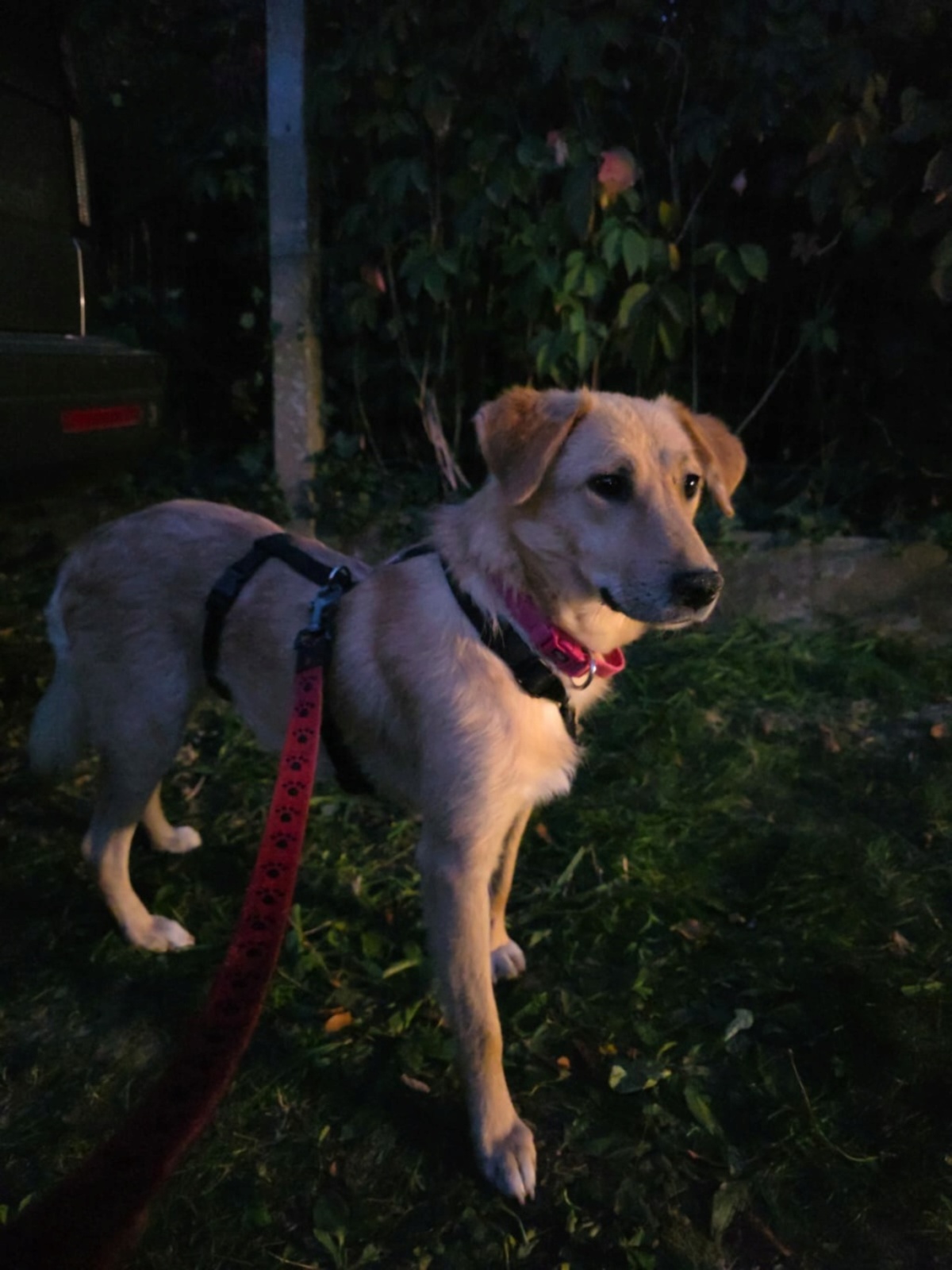 Adoption Praline