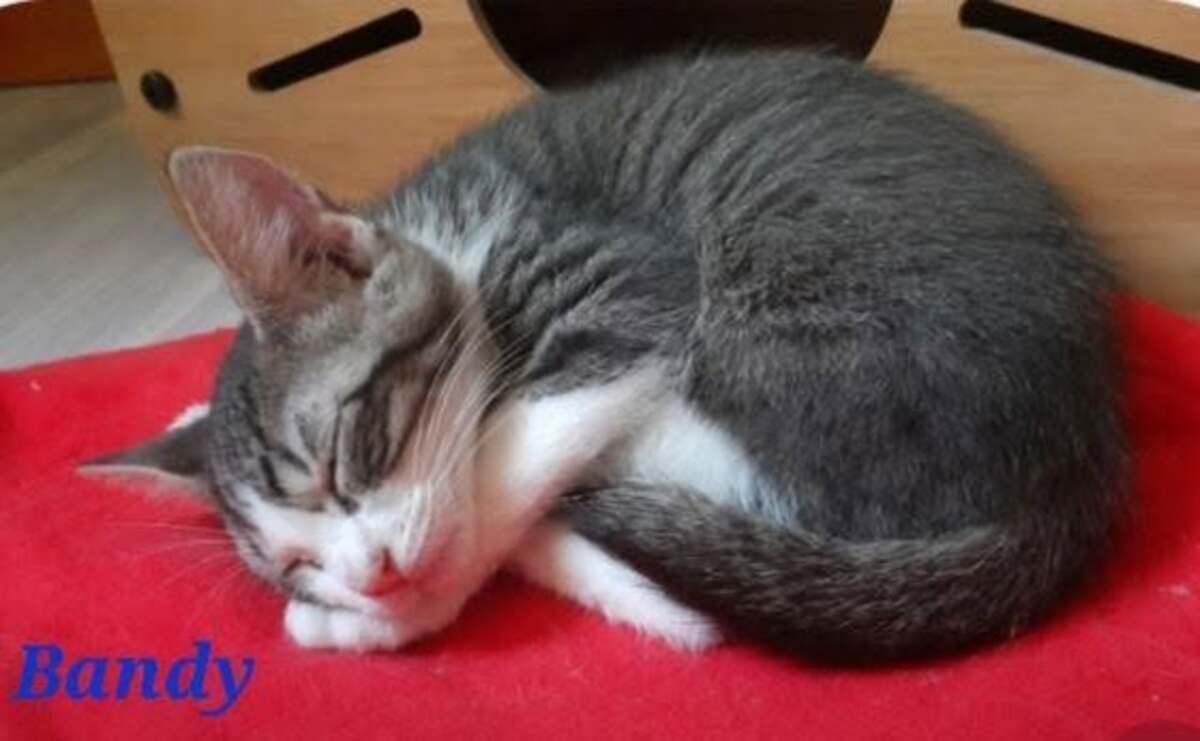 Adoption Bandy