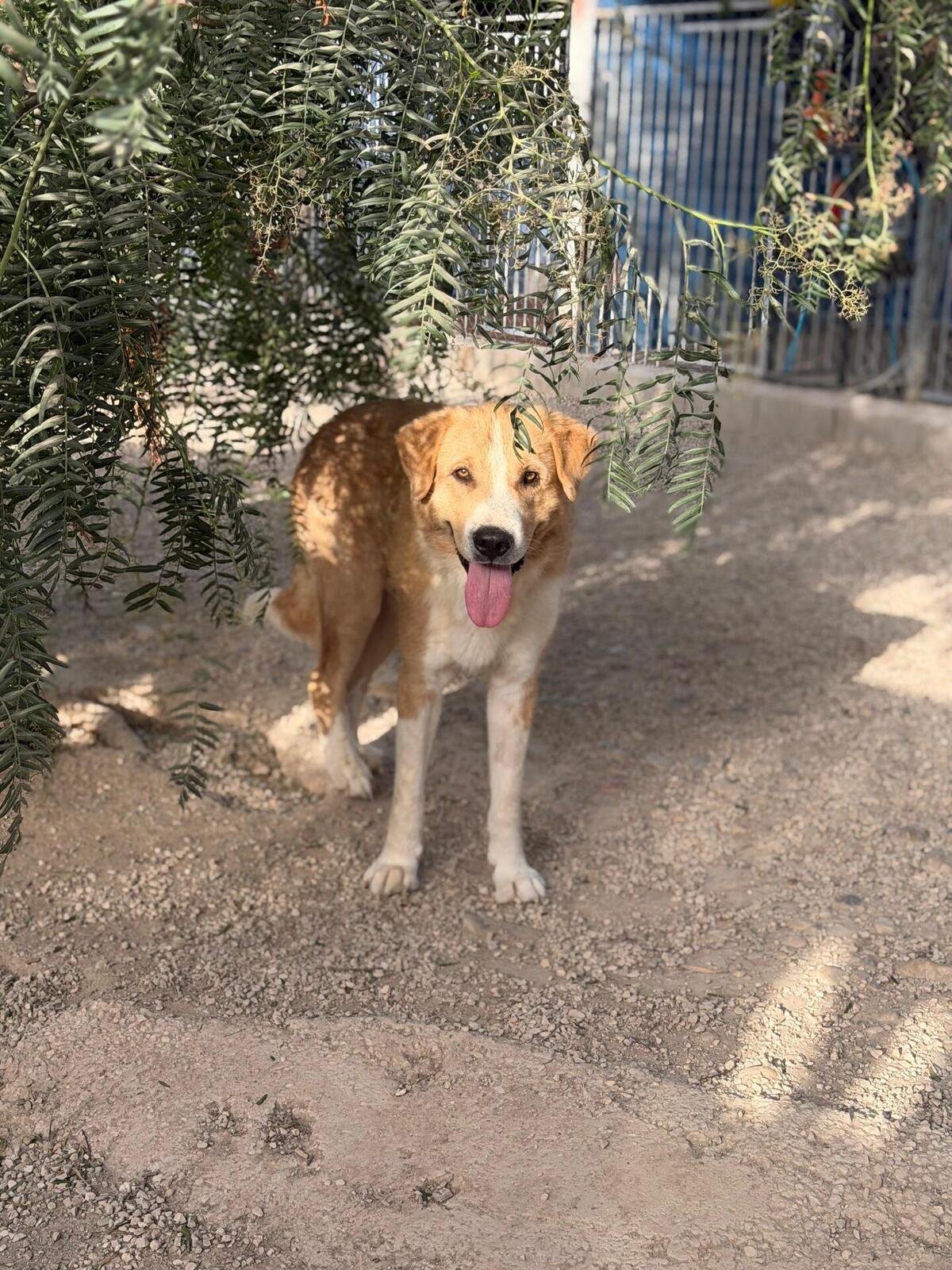 Adoption Guapo
