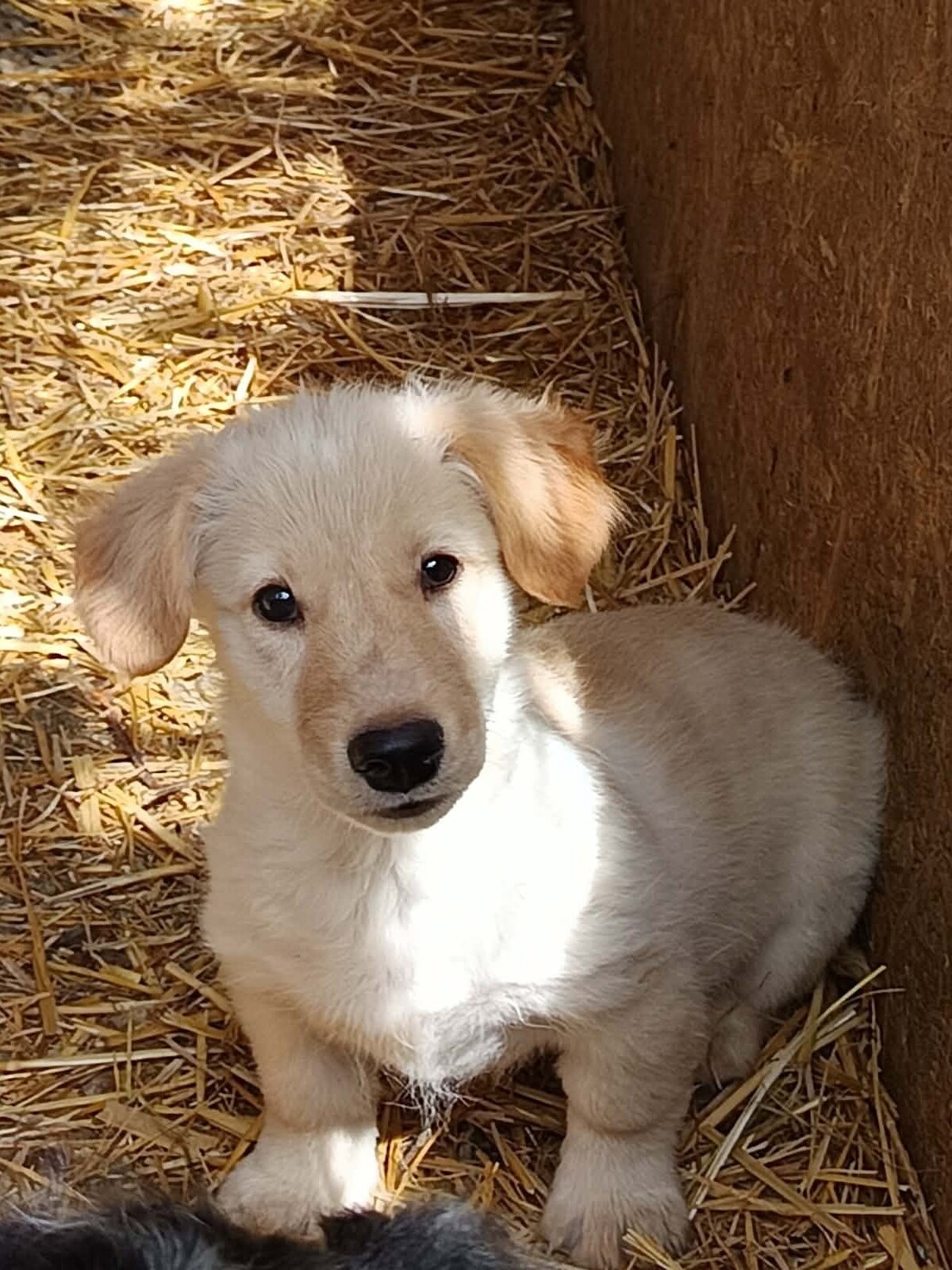 Adoption Sugar