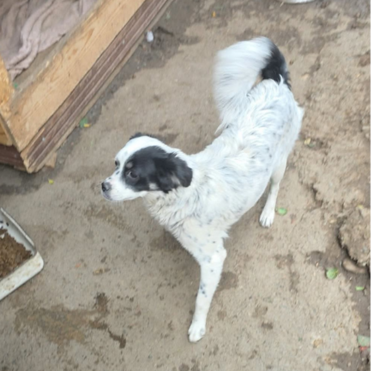 Adoption Trixie