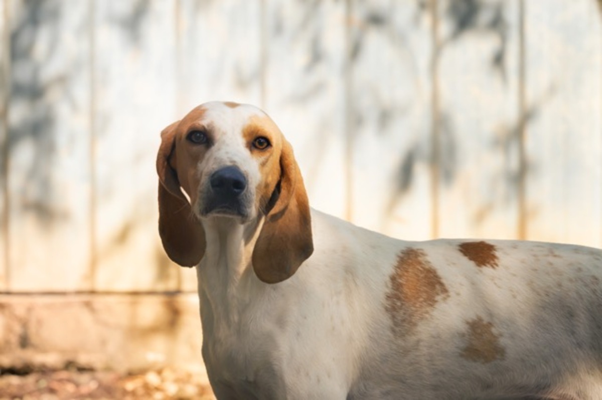 Adoption Lucky