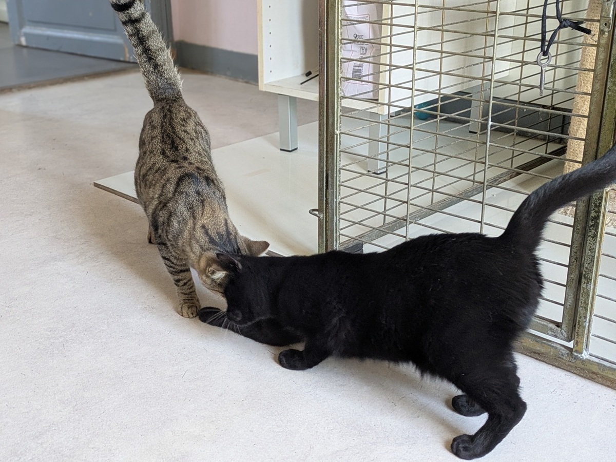 Adoption Thea