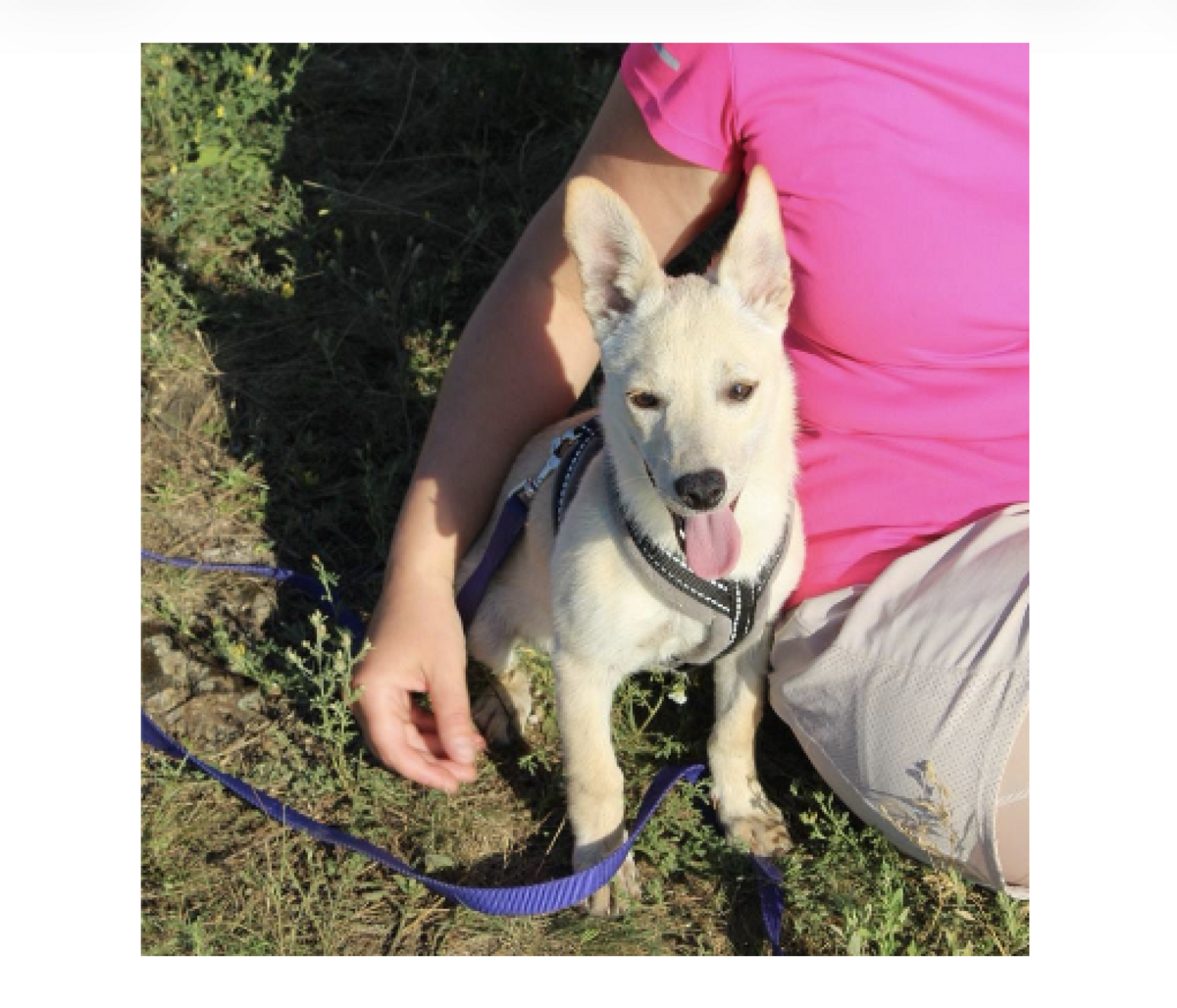 Adoption NICOLE, chien de Ukraine!