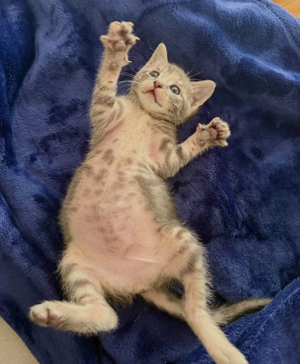 Adoption Melodix 