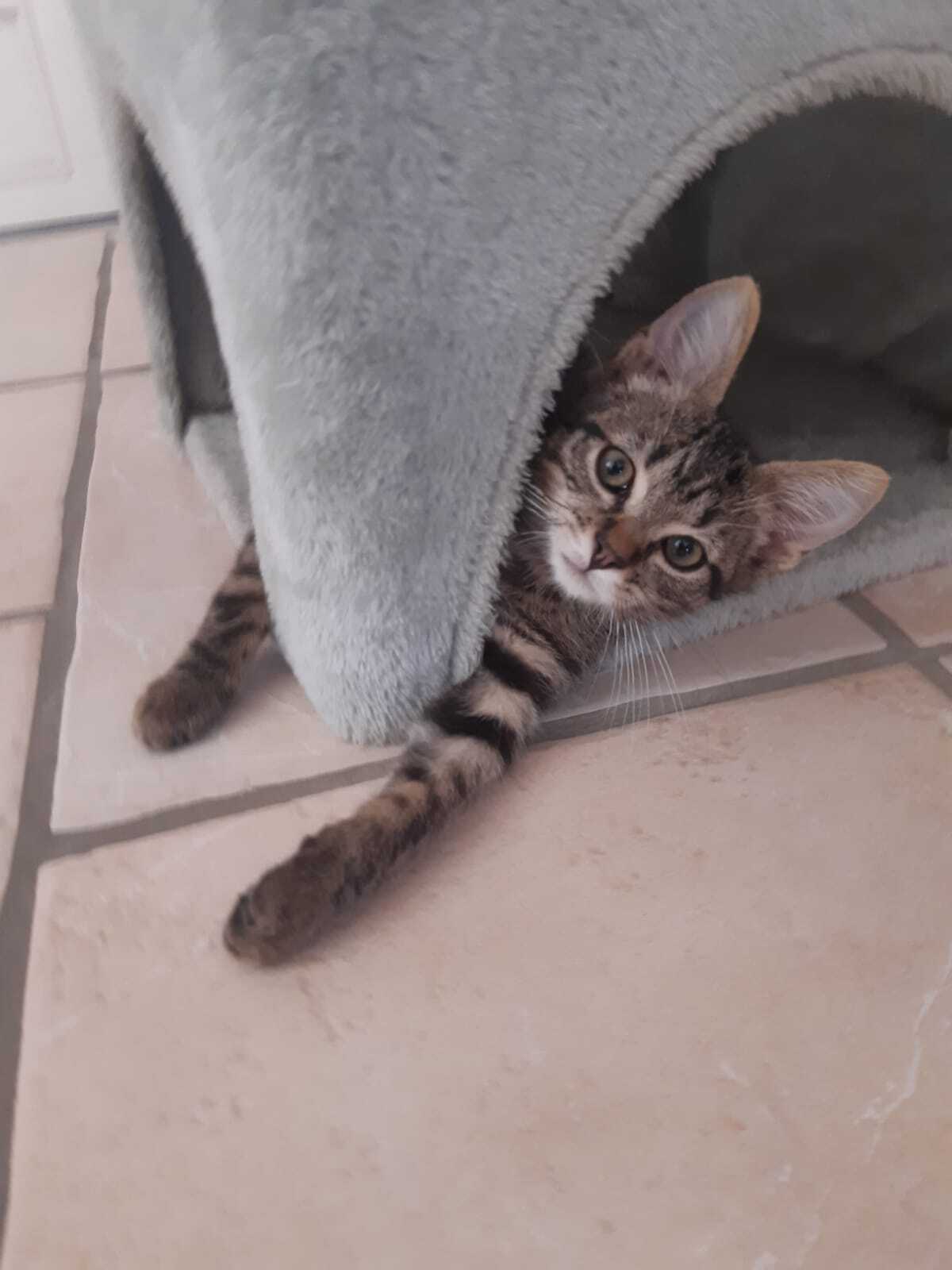 Adoption Lucky