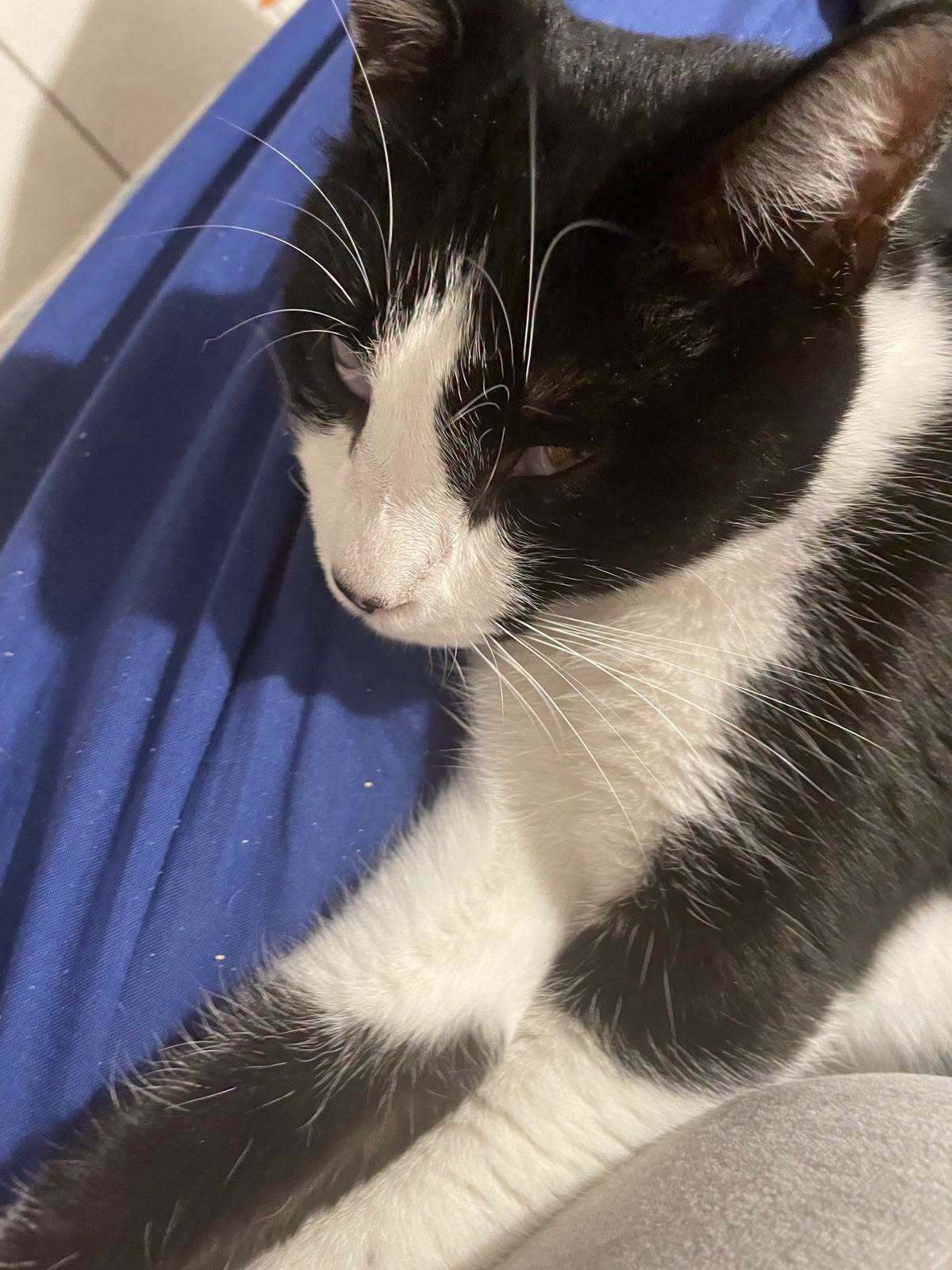 Adoption Eliott
