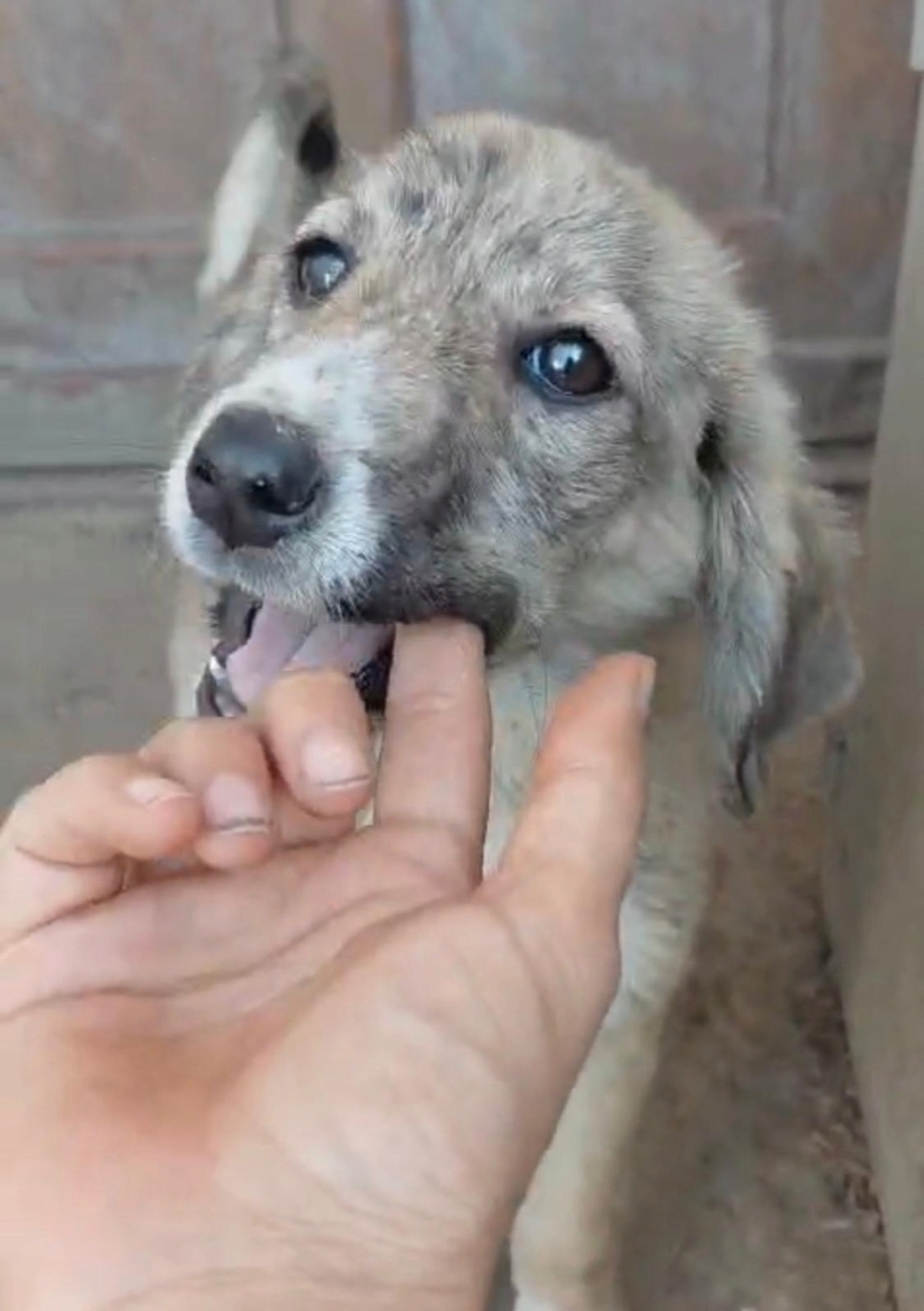Adoption Sparky