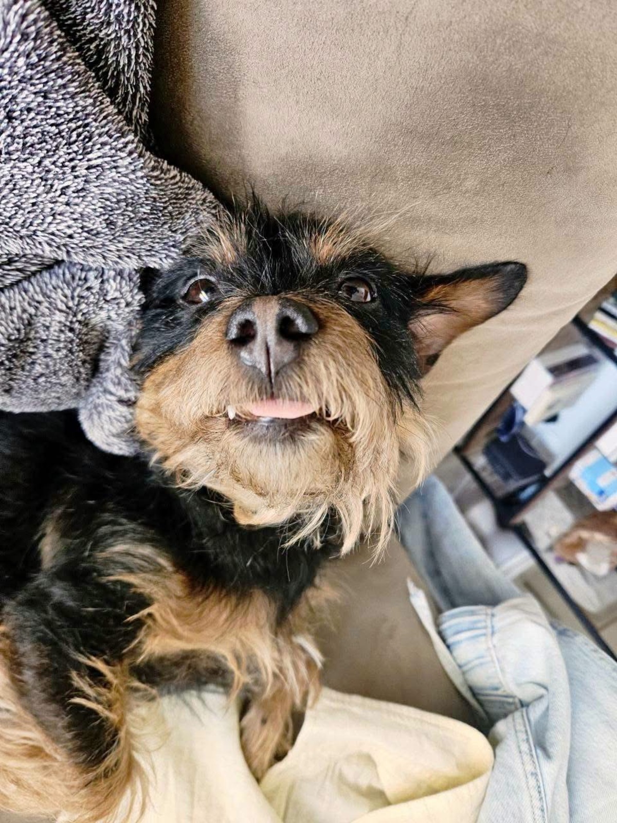 Adoption Mogwai