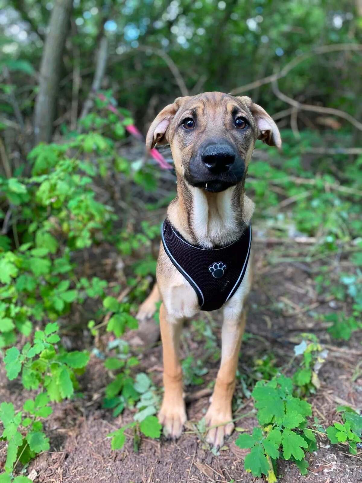 Adoption Larson