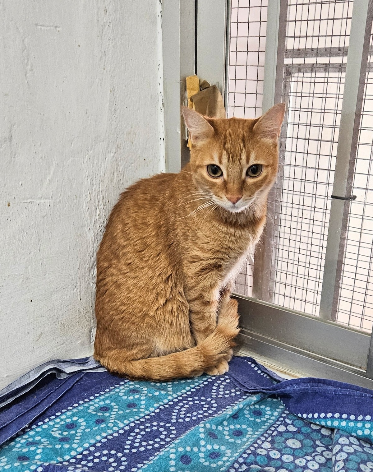 Adoption Pipo et Felipe
