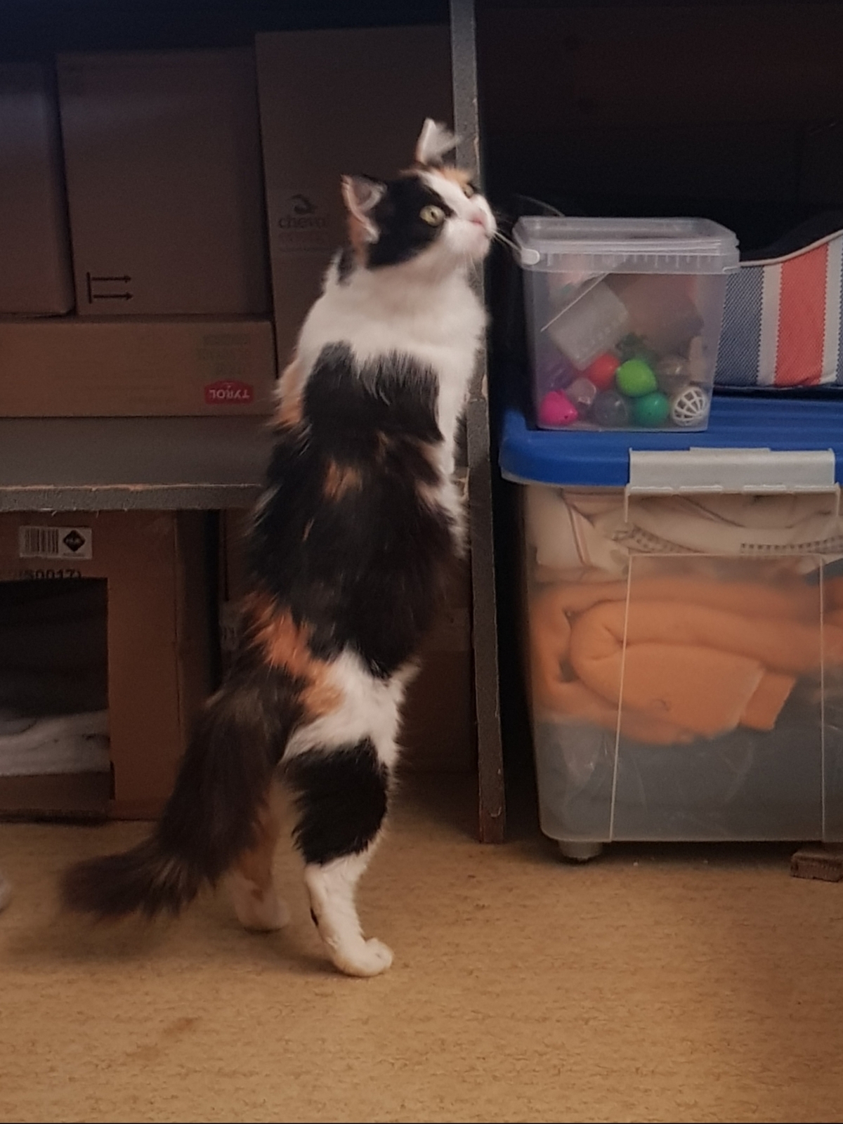 Adoption Sari