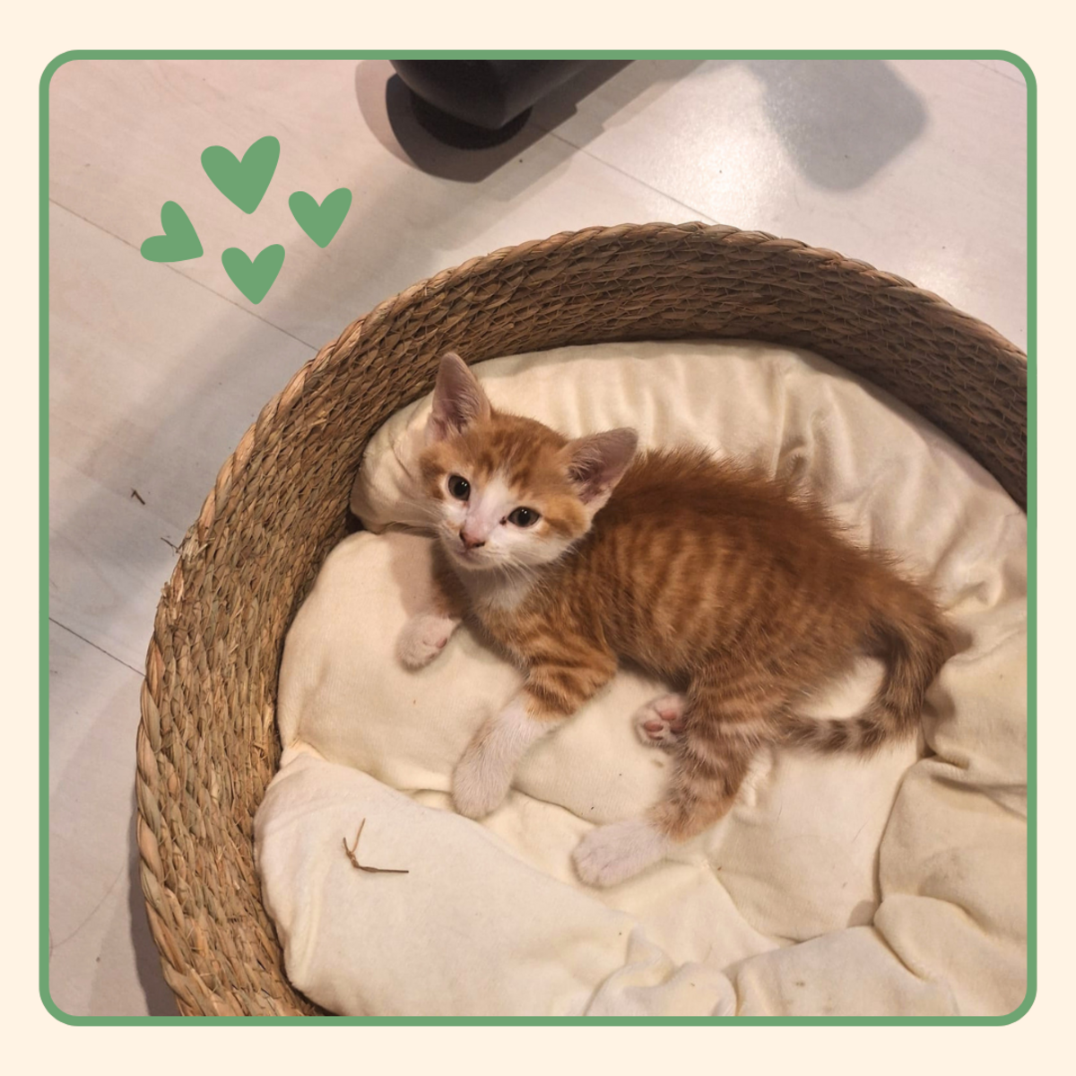 Adoption Björn
