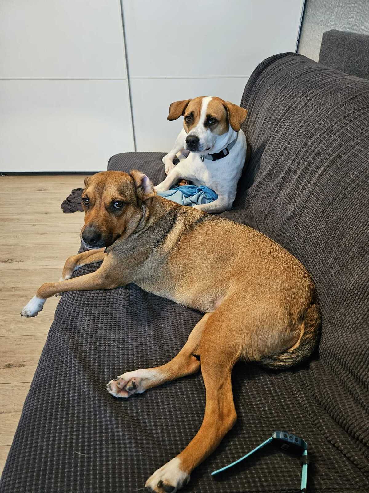 Adoption Elliot
