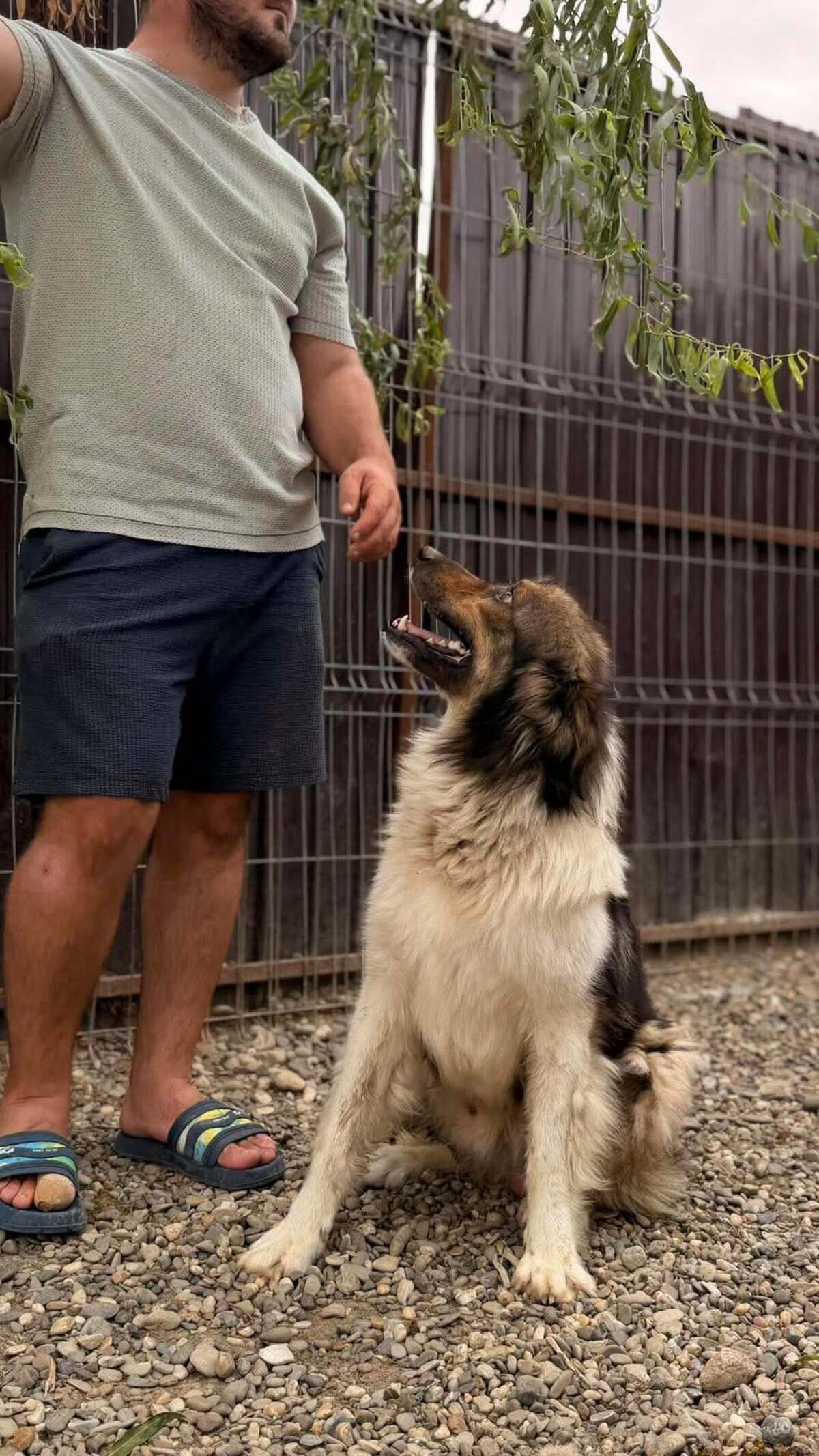 Adoption Lotus