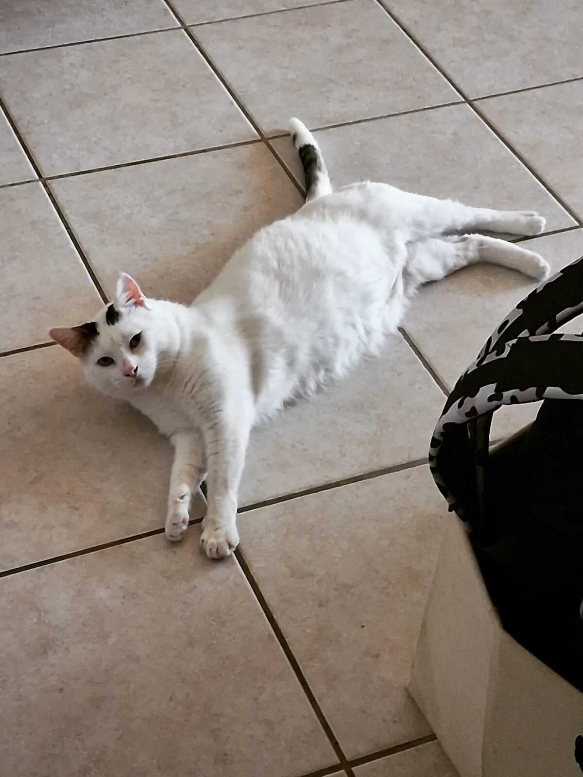 Adoption Mimi