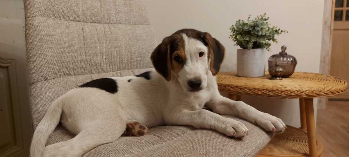 Adoption Baki