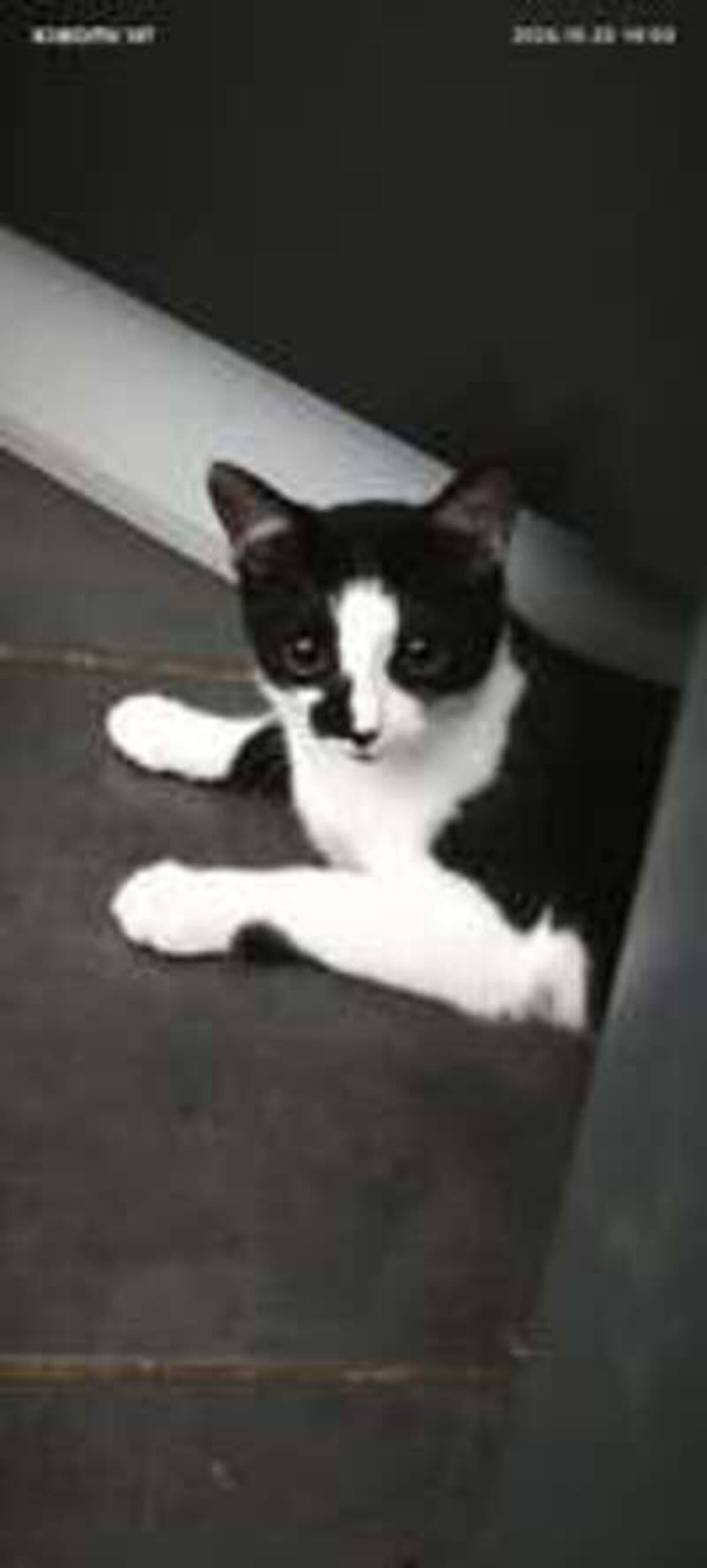 Adoption Onyx