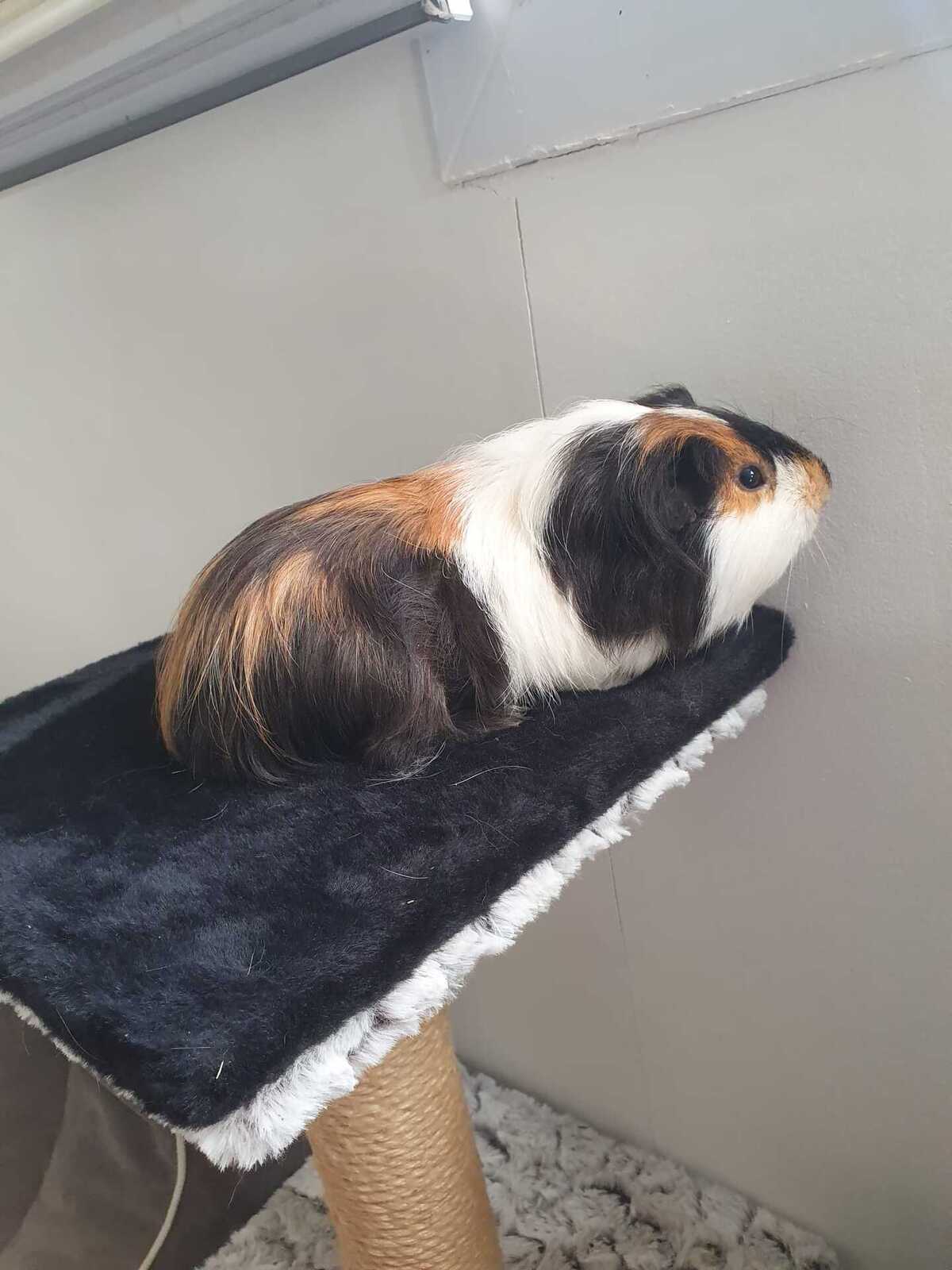 Adoption Neun
