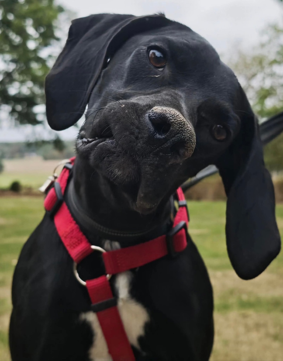 Adoption Mabelle