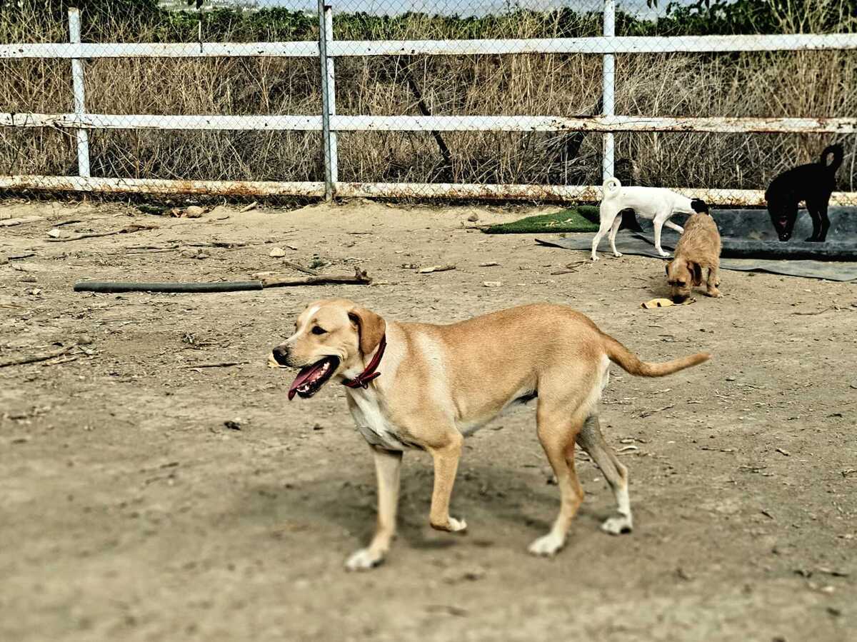 Adoption Brenda
