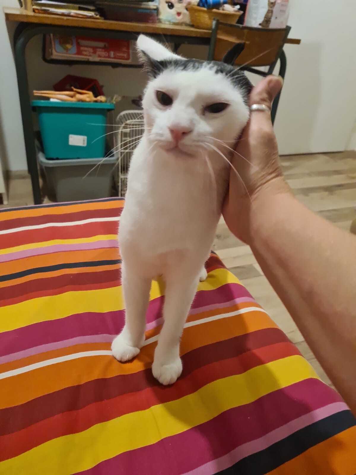 Adoption Hubble