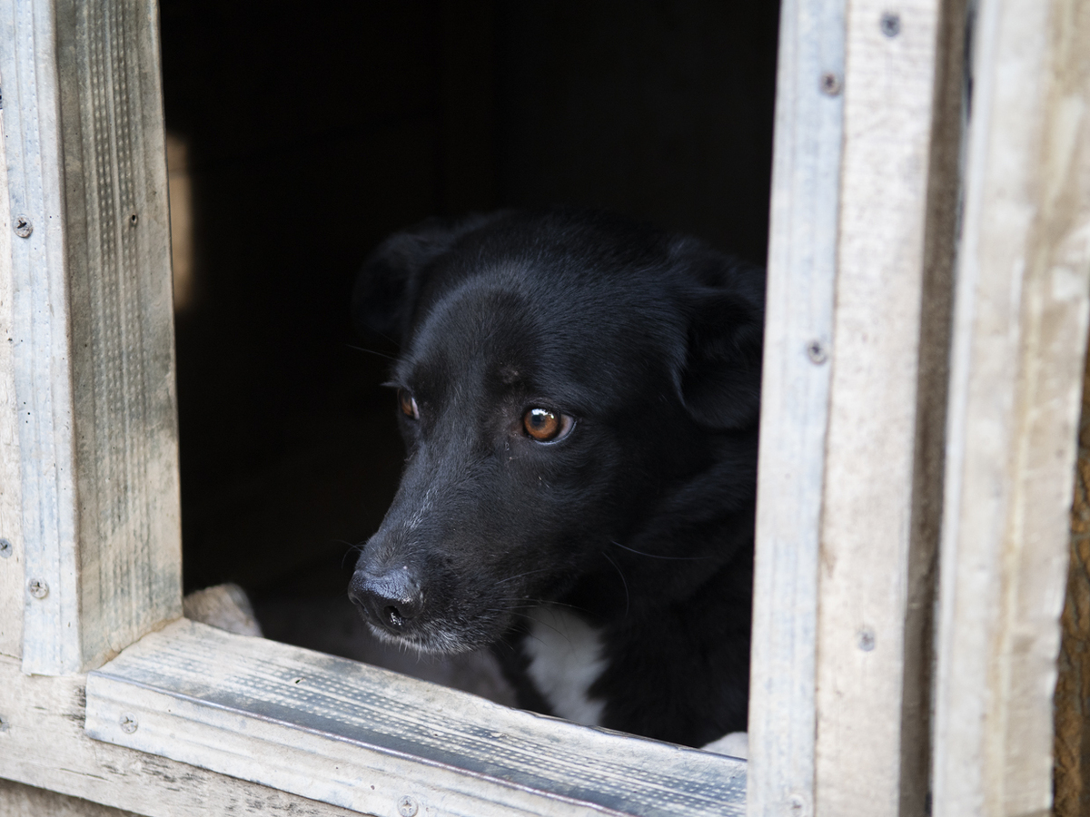 Adoption Deea
