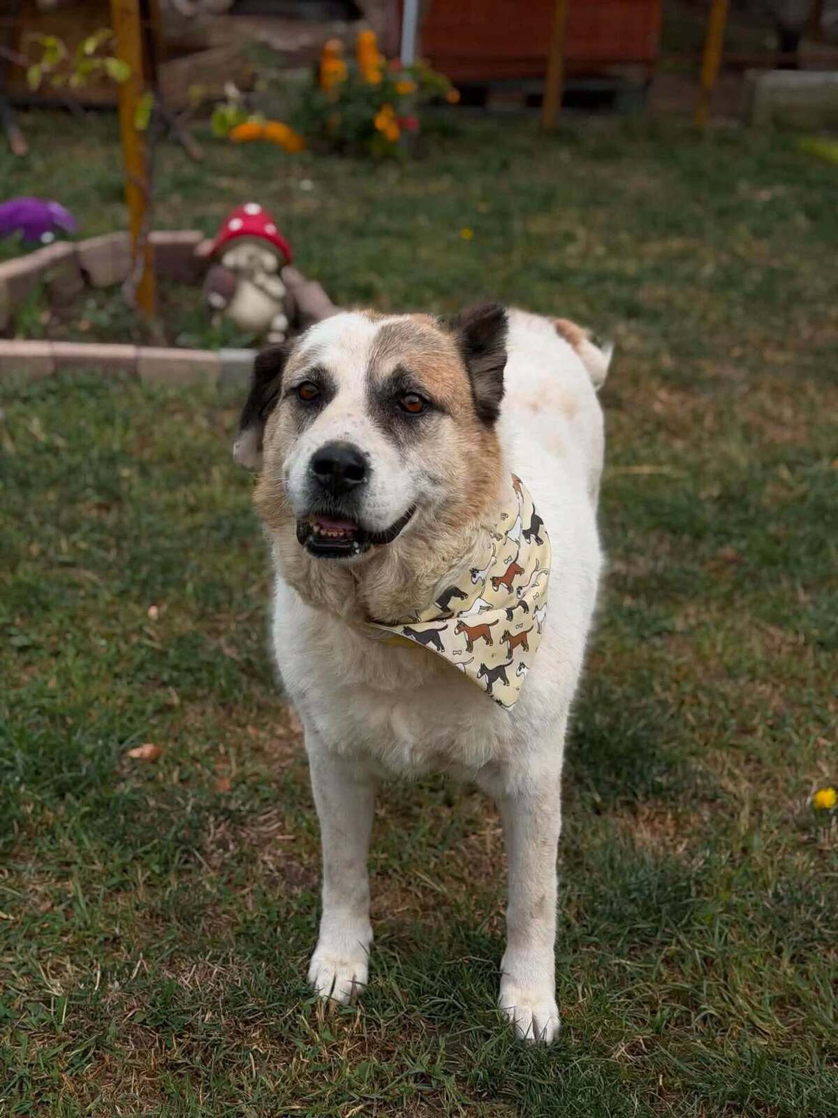 Adoption Orme