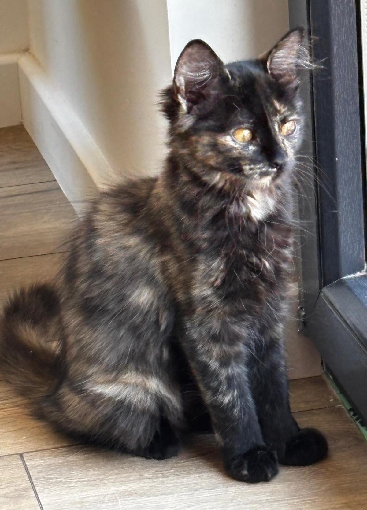 Adoption BARCELONA ET BRASILIA