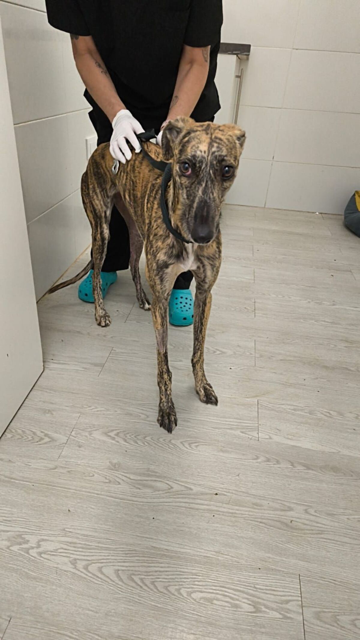 Adoption Mandarina