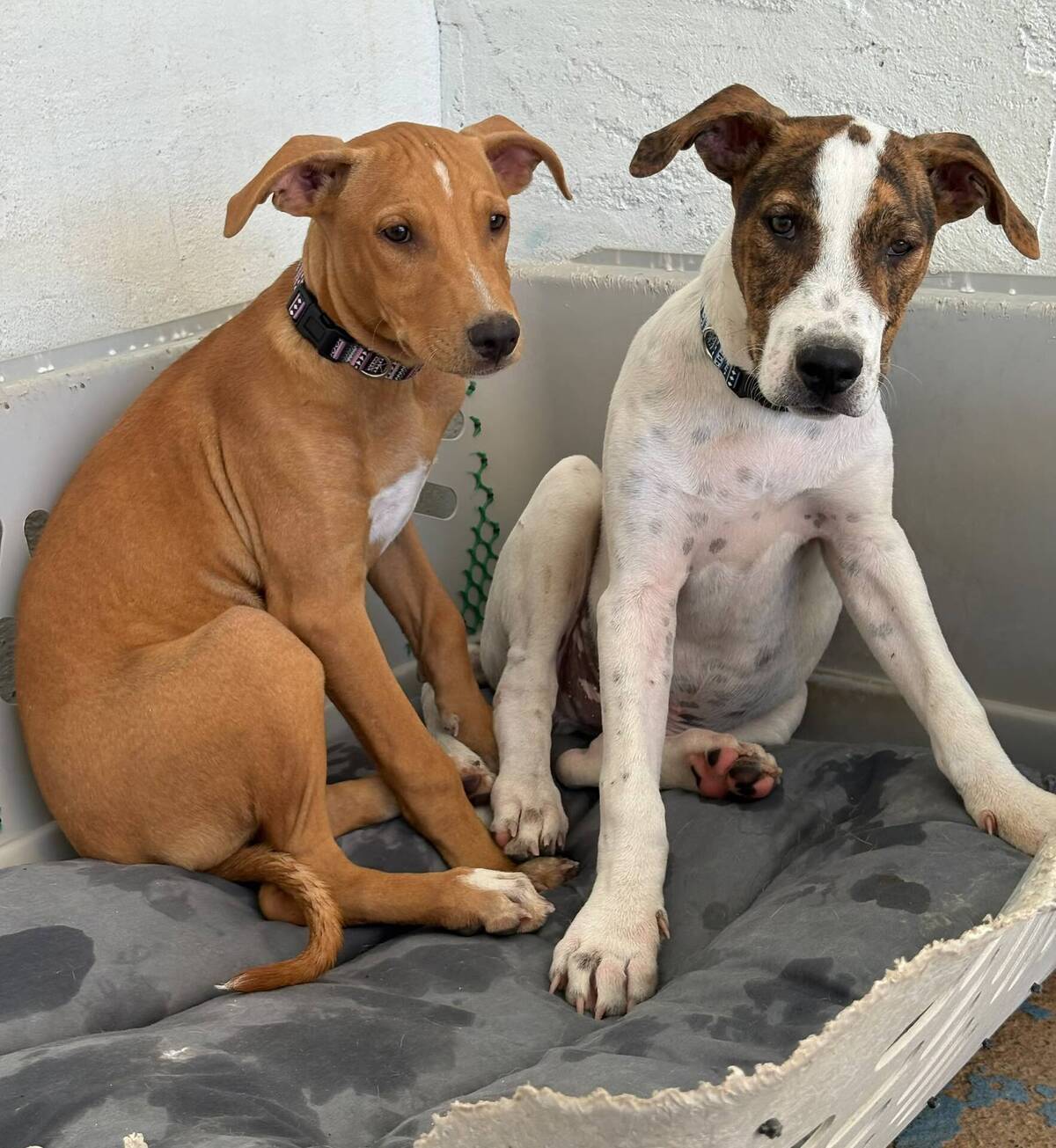 Adoption Jacinto