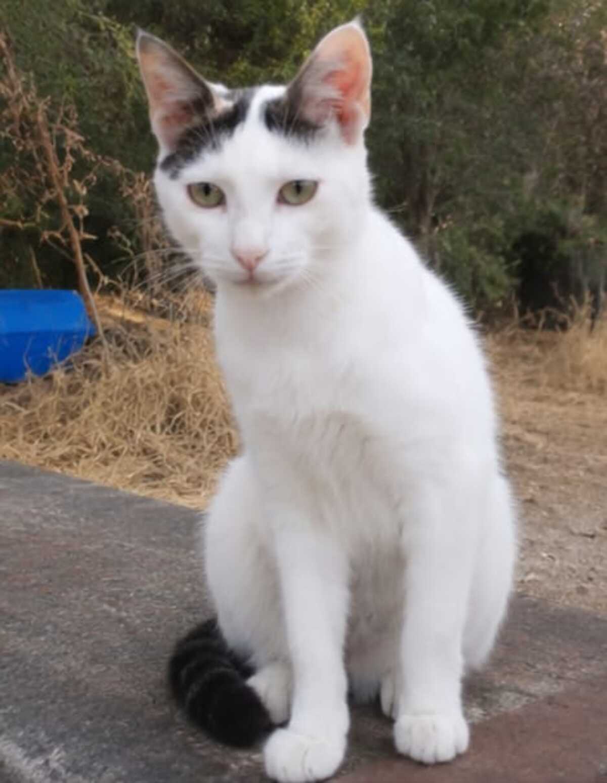 Adoption Neige